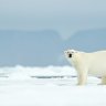 Arctic