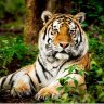 Tiger 86